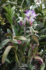 Obraz premium orchid, flowering, plant, green, blooming, elegant, fragrant