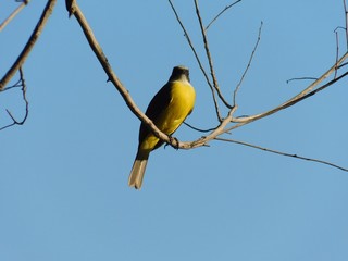 Obraz premium blue tit on a branch in the forest