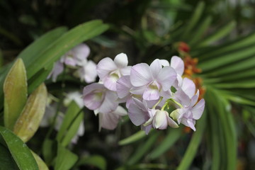 Obraz na płótnie Canvas orchid, flowering, plant, green, blooming, elegant, fragrant
