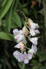 orchid, flowering, plant, green, blooming, elegant,  fragrant