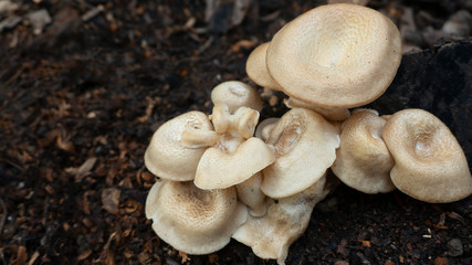 Beautiful closeup of forest mushrooms. Gathering mushrooms. Mushrooms photo, forest photo, soil background