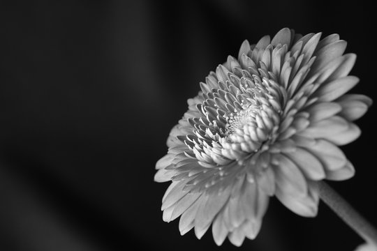 ガーベラ Images Browse 11 851 Stock Photos Vectors And Video Adobe Stock
