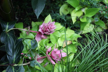 orchid, flowering, plant, green, blooming, elegant,  fragrant