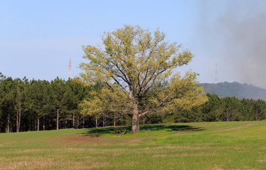 tree in the field