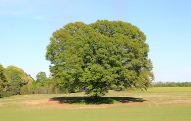 tree in the field