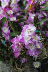 Fototapeta premium orchid, flowering, plant, green, blooming, elegant, fragrant