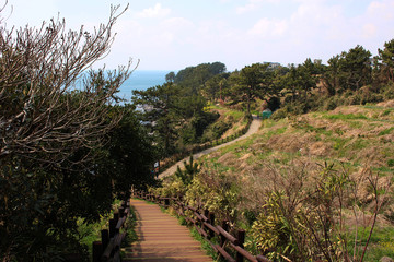Fototapeta na wymiar Jeju Olle Trail Route 7 : Beautiful Scenery of Jeju Island, Korea