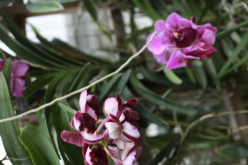orchid, flowering, plant, green, blooming, elegant,  fragrant