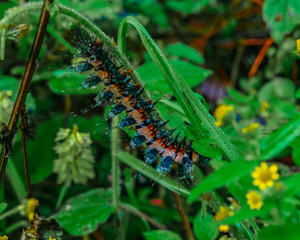 Caterpillar close up of the specie 