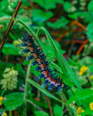 Caterpillar close up of the specie 