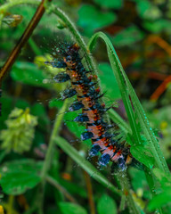 Caterpillar close up of the specie 