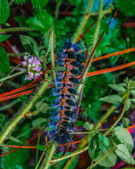 Caterpillar close up of the specie 