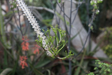 Naklejka premium Orchid, flower, triple, Phalaenopsis, color, blooming, double stem, purple, white, pink, artificial, decorative, yellow, arrangement, butterfly, hanging flower, violet