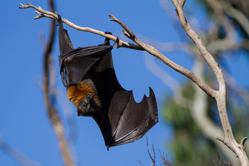 One Fruit Bat Hanging From the Branch