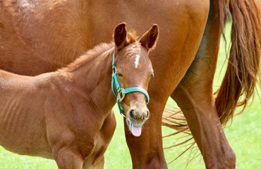 portrait of a brown horse