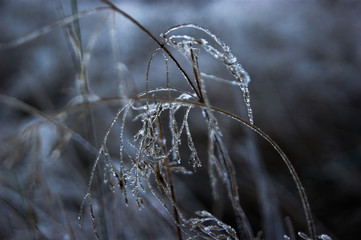 Mróz na łące © Lila