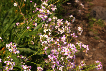 Radish Flowers - Jeju Olle Trail Route 7 : Beautiful Scenery of Jeju Island, Korea