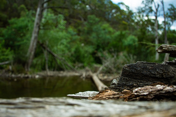 Fototapeta na wymiar fallen log in river