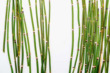 Green bamboo stems on a white background.