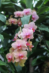 Orchid, flower, triple, Phalaenopsis, color, blooming, double stem, purple, white, pink, artificial, decorative, yellow, arrangement, butterfly, hanging flower, violet