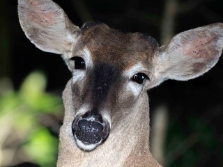 white tailed deer