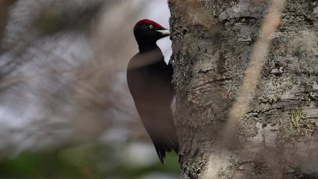ドリミングするクマゲラ