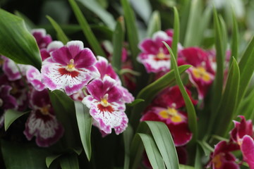 Orchid, flower, triple, Phalaenopsis, color, blooming, double stem, purple, white, pink, artificial, decorative, yellow, arrangement, butterfly, hanging flower, violet