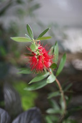 Orchid, flower, triple, Phalaenopsis, color, blooming, double stem, purple, white, pink, artificial, decorative, yellow, arrangement, butterfly, hanging flower, violet