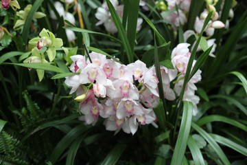 Orchid, flower, triple, Phalaenopsis, color, blooming, double stem, purple, white, pink, artificial, decorative, yellow, arrangement, butterfly, hanging flower, violet