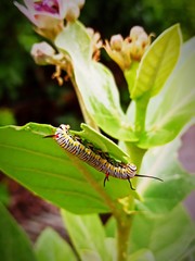 Caterpillar on a leaf
