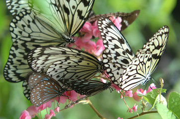 Butterflies Feasting on Pink Flowers - Paper Kite Butterfly - Penang Malaysia