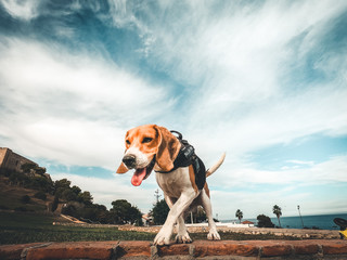 Beagle jugando