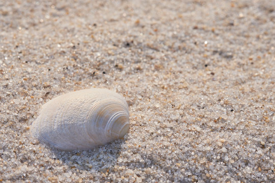 Bright and Airy image of Atlantic surf-clam shells laying in the sands of Island Beach State Park in New Jersey