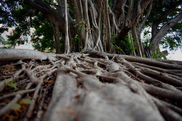 Raíces de árbol