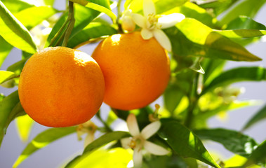 two oranges fruir hanging on branches
