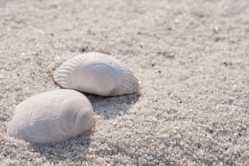 Fototapeta na wymiar Bright and Airy image of Atlantic surf-clam shells laying in the sands of Island Beach State Park in New Jersey