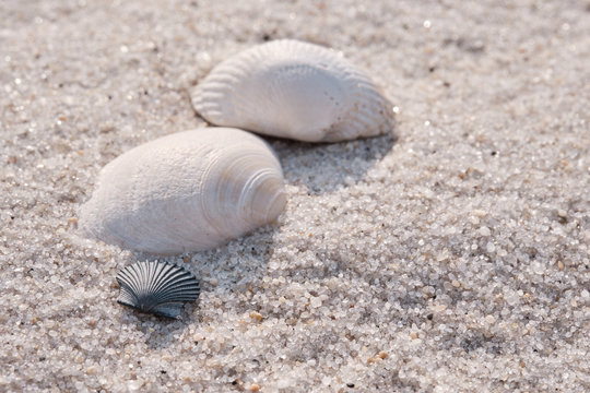 Bright and Airy image of multiple shells on a beach on Island Beach State Park in New Jersey