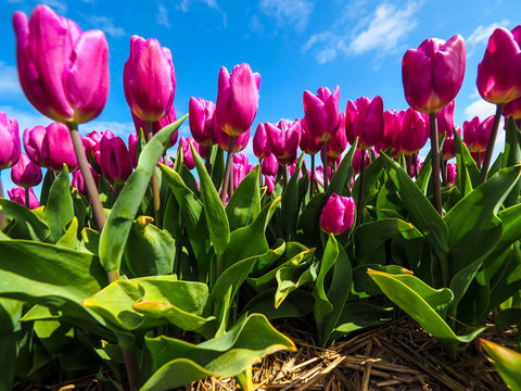 Field of pink tulips, Netherland