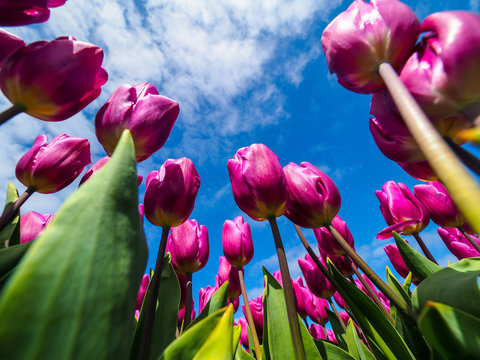 Field of pink tulips, Netherland