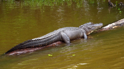 Alligator lying in the swamps