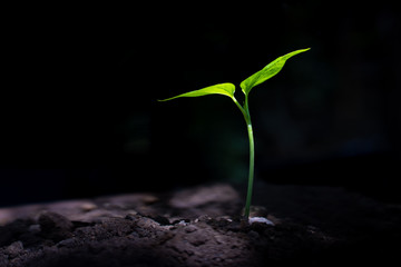 Young plant in soil on dark background, Earth Day concept, Tree planting