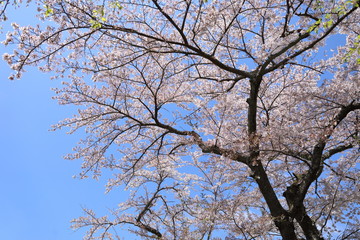 箱根の桜