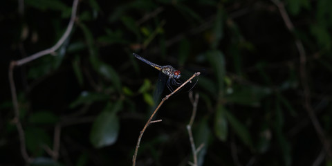 dragonfly awaiting food