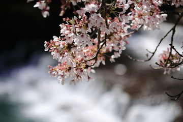 箱根の桜