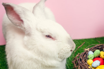 A cute white big rabbit is sitting on the green grass next to an Easter cake. The concept of a light Easter holiday