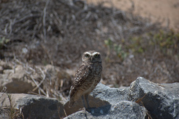 The burrowing owl (Athene cunicularia)
