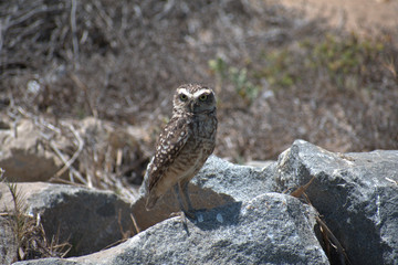 The burrowing owl (Athene cunicularia)