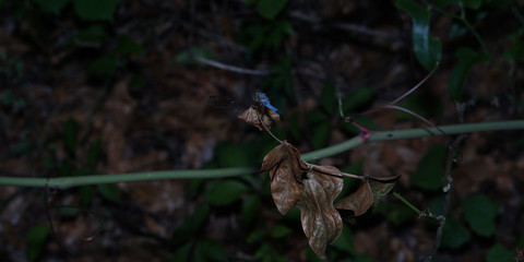 dragonfly perched on a vine