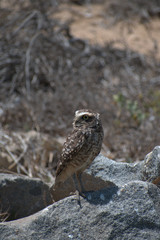 The burrowing owl (Athene cunicularia)