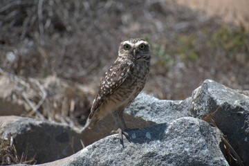 The burrowing owl (Athene cunicularia)
